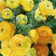 ヒメ日記 2025/03/01 09:27 投稿 ぼたん 完熟とまと(十三)