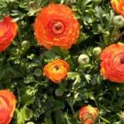 ヒメ日記 2025/03/31 09:35 投稿 ぼたん 完熟とまと(十三)