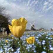 ヒメ日記 2025/04/21 09:19 投稿 ぼたん 完熟とまと(十三)