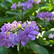 ヒメ日記 2025/05/19 09:22 投稿 ぼたん 完熟とまと(十三)