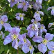 ヒメ日記 2025/06/04 09:33 投稿 ぼたん 完熟とまと(十三)