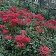 ヒメ日記 2025/10/02 18:42 投稿 ぼたん 完熟とまと(十三)