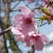 ヒメ日記 2026/04/01 09:00 投稿 虹色キキ なめこ治療院（横浜ハレ系）