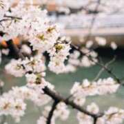 ヒメ日記 2025/04/06 11:14 投稿 乾 はるか プルプルオフィスディーバ