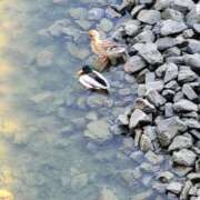 ヒメ日記 2025/01/19 13:57 投稿 天津みやび ミセス大阪日本橋店