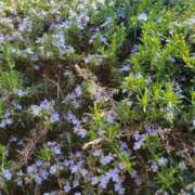 ヒメ日記 2025/01/24 13:54 投稿 天津みやび ミセス大阪日本橋店