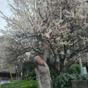 ヒメ日記 2025/03/05 17:34 投稿 天津みやび ミセス大阪日本橋店