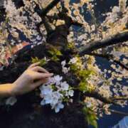 ヒメ日記 2025/04/01 22:43 投稿 天津みやび ミセス大阪日本橋店