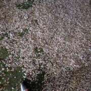 ヒメ日記 2025/04/13 11:49 投稿 天津みやび ミセス大阪日本橋店