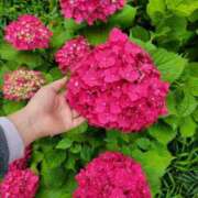 ヒメ日記 2025/06/15 11:59 投稿 天津みやび ミセス大阪日本橋店