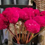 ヒメ日記 2025/08/17 11:55 投稿 天津みやび ミセス大阪日本橋店