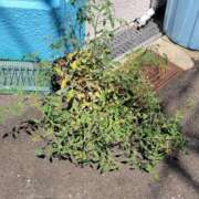 ヒメ日記 2025/09/22 21:30 投稿 天津みやび ミセス大阪日本橋店