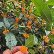 ヒメ日記 2025/11/05 14:34 投稿 天津みやび ミセス大阪日本橋店