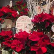 天津みやび セインポチア ミセス大阪日本橋店