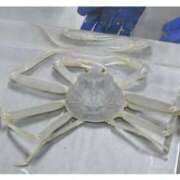 ヒメ日記 2026/01/11 13:02 投稿 天津みやび ミセス大阪日本橋店