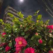 ヒメ日記 2026/02/03 10:11 投稿 天津みやび ミセス大阪日本橋店