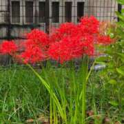 ヒメ日記 2026/09/27 20:43 投稿 天津みやび ひとづま百花
