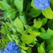 ヒメ日記 2026/05/27 09:33 投稿 桜まり ミセス大阪日本橋店