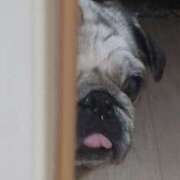 ヒメ日記 2025/05/31 10:59 投稿 椎名いこい ミセス大阪日本橋店