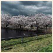 ヒメ日記 2025/04/12 22:36 投稿 沢本しのぶ TSUBAKI（水戸）