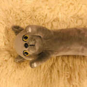 ヒメ日記 2025/04/21 14:31 投稿 沢本しのぶ TSUBAKI（水戸）