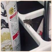 ヒメ日記 2025/10/30 13:17 投稿 沢本しのぶ TSUBAKI（水戸）