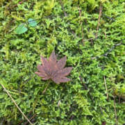 ヒメ日記 2025/11/10 11:25 投稿 沢本しのぶ TSUBAKI（水戸）