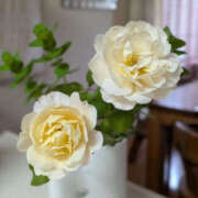 ヒメ日記 2025/11/20 14:08 投稿 沢本しのぶ TSUBAKI（水戸）