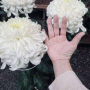 ヒメ日記 2025/11/23 17:56 投稿 沢本しのぶ TSUBAKI（水戸）