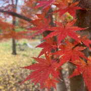 ヒメ日記 2025/11/29 11:47 投稿 沢本しのぶ TSUBAKI（水戸）