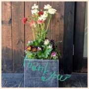 ヒメ日記 2026/02/11 10:43 投稿 沢本しのぶ TSUBAKI（水戸）