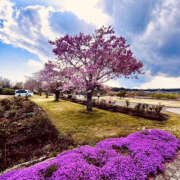 ヒメ日記 2026/04/12 10:39 投稿 沢本しのぶ TSUBAKI（水戸）