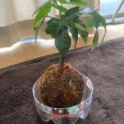 ヒメ日記 2024/12/11 09:08 投稿 えま 人妻美人館