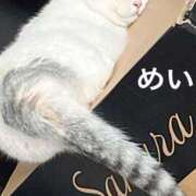 めい こんにちわ(*´∀`*)ﾉ Mrs Sirena（ミセスシレナ）