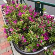 ヒメ日記 2026/04/13 21:19 投稿 植松 鶯谷デッドボール