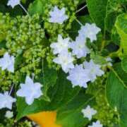 ヒメ日記 2025/09/08 19:59 投稿 バウエル 鶯谷デッドボール