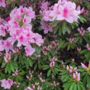 ヒメ日記 2026/04/21 10:29 投稿 バウエル 鶯谷デッドボール