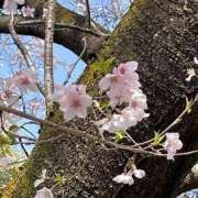 ヒメ日記 2025/03/31 17:20 投稿 ゆきの 池袋で熟女の風俗 マダムいやーん