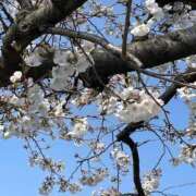 ヒメ日記 2025/04/07 13:46 投稿 ゆきの 池袋で熟女の風俗 マダムいやーん