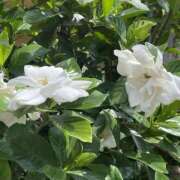 ヒメ日記 2025/06/21 10:57 投稿 ゆきの 池袋で熟女の風俗 マダムいやーん