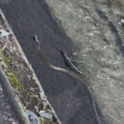 ヒメ日記 2025/06/14 18:50 投稿 かな 奥鉄オクテツ東京店（デリヘル市場）