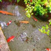 ヒメ日記 2026/04/28 13:10 投稿 いおり 手コキ＆オナクラ 大阪はまちゃん 梅田店