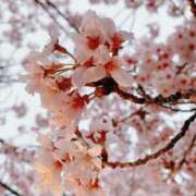 ハルカ 🤍 🤍 🤍 黄金の口 本店