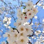 ヒメ日記 2026/03/27 13:55 投稿 ルイ 黄金の口 本店