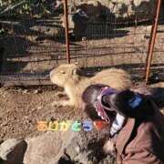 ヒメ日記 2024/12/28 20:06 投稿 ナナセ 黄金の口 本店