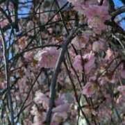 ヒメ日記 2025/03/16 00:30 投稿 ナナセ 黄金の口 本店