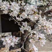 ヒメ日記 2025/03/29 21:42 投稿 ナナセ 黄金の口 本店