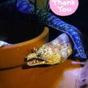 ヒメ日記 2025/04/25 12:08 投稿 ナナセ 黄金の口 本店