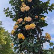 ヒメ日記 2025/05/01 20:43 投稿 ナナセ 黄金の口 本店