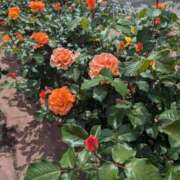 ヒメ日記 2025/05/03 15:00 投稿 ナナセ 黄金の口 本店